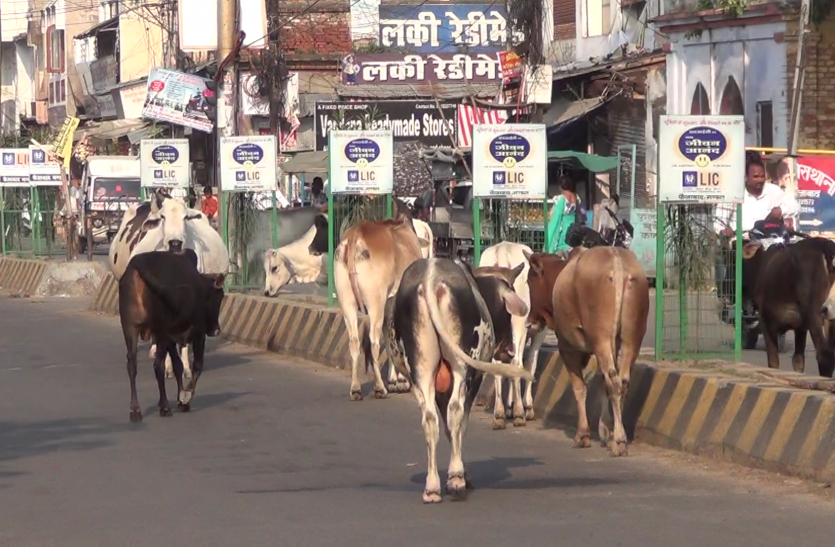 People are upset with growing population of animals In Faizabad जानलेवा बन रही सडकों पर जानवरों की बढती तादात