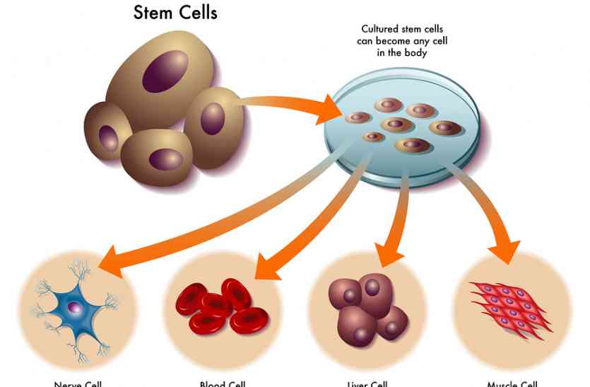 Stem Cell पाली के युवा ने दिखाई स्टेम सेल पद्धति की राह, केन्द्र सरकार करवाएगी अनुसंधान, जारी किया ड्राफ्ट