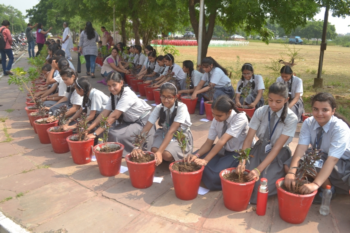 Tree Plantation by IMA Woman Wing and Rotary Club Padmini Tree Plantation by IMA Woman Wing and Rotary Club Padmini