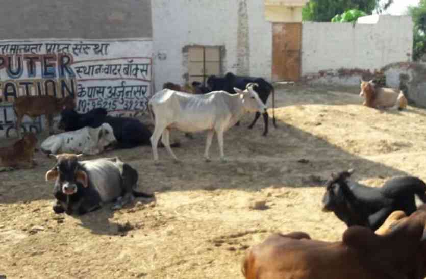 animals गांवों में कैद हुआ गोवंश, भूख से दम तोड़ रहे हैं पशु