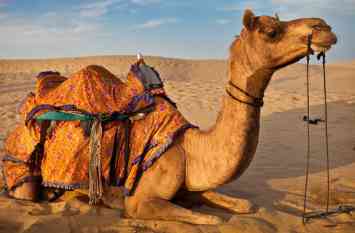 Camels Camels