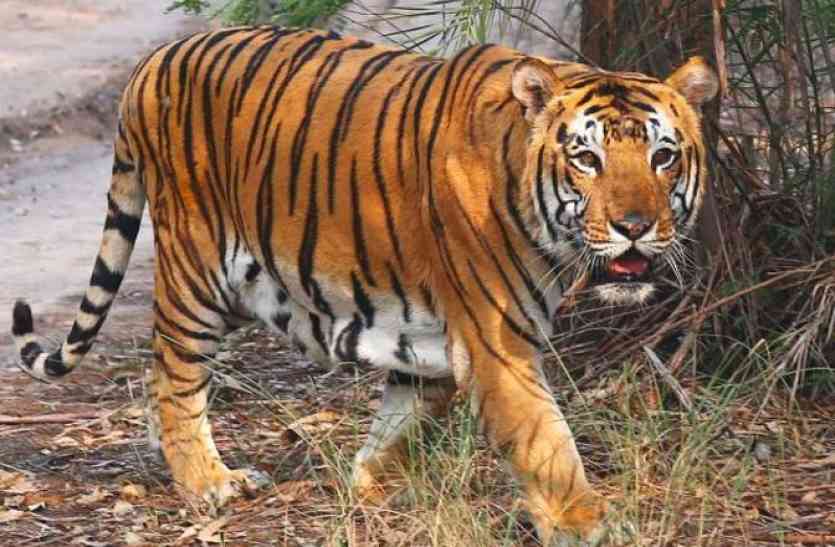 tiger hunting case बाघ शिकार मामले में हडक़म्प : सीबीआई से कराई जाएगी जांच