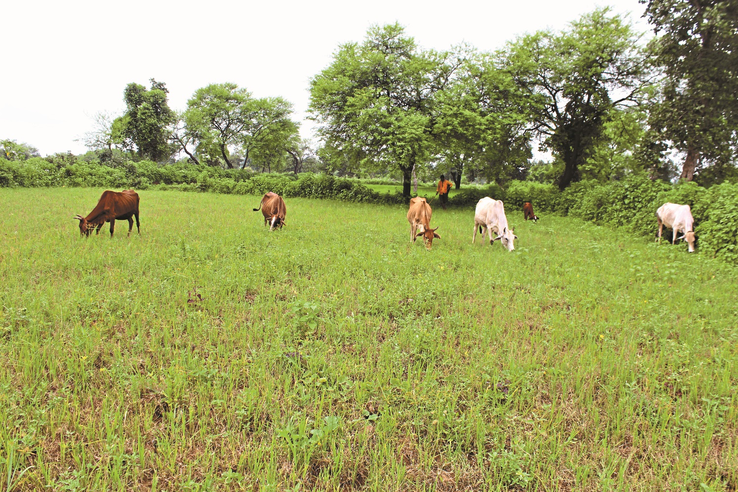 these-remedies-have-been-advised-by-agricultural-scientists-from-crop पाले से फसल बचाव के कृषि वैज्ञानिकों ने बताए ये उपाय