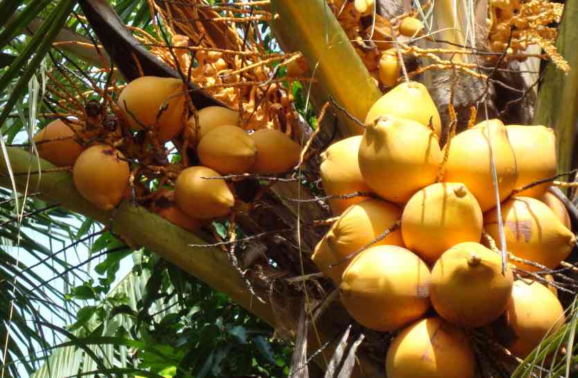 coconut लगातार सूखे से 14 हजार करोड़ की बागवानी फसलें नष्ट : मंत्री