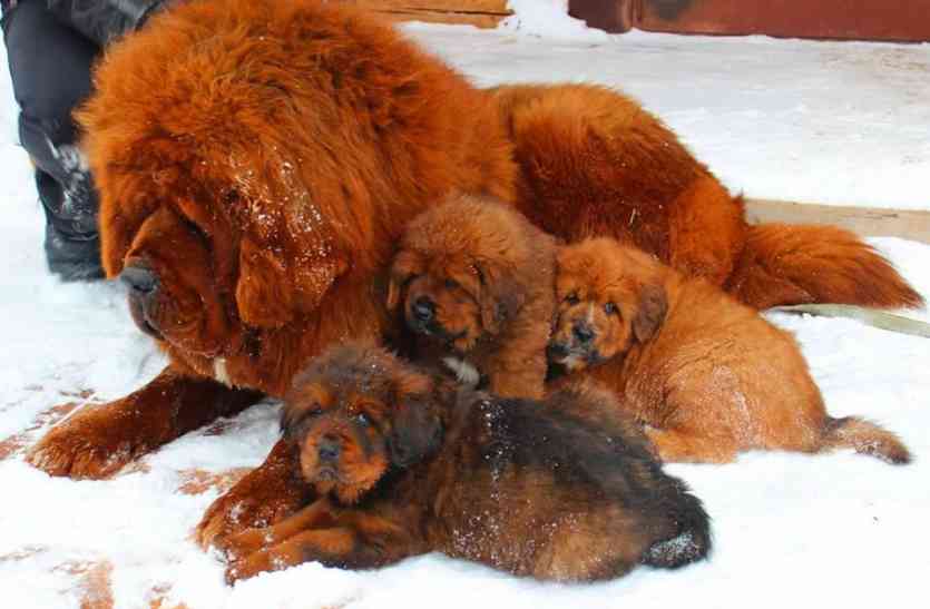 most expensive breed of dogs करोड़ों की कीमत वाले कुत्ते यहां सड़कों पर घूम रहे हैं लावारिस, इस कीमत में एक छोटा हवाई जहाज खरीदा जा सकता है