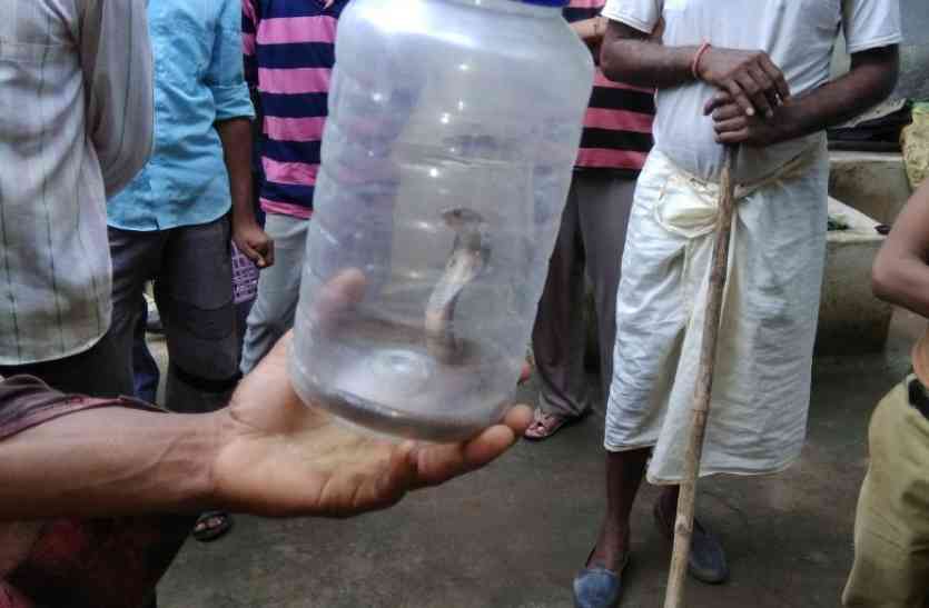 snake poison और इस तरह सपेरे ने पकड़ा जहरीली नागिन...