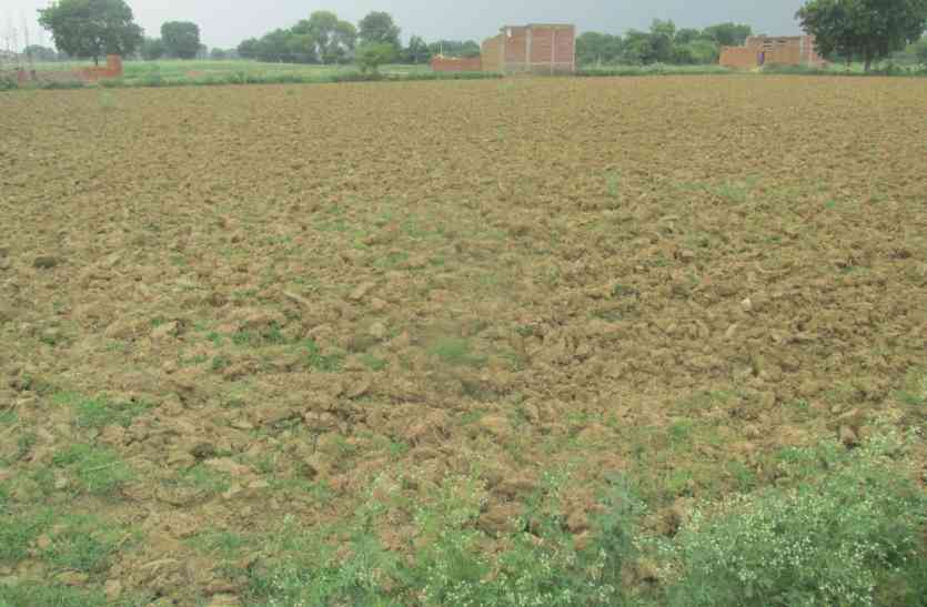 Thinking, importance crops, Rabi, farmers, bhind news, bhind news in hindi, mp news गेहूं की ये फसल करेंगी किसानों को मालामाल