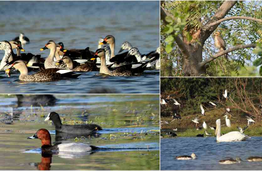 Jodhpur is still awaiting arrival of migratory birds जोधपुर से रूठे मेहमां परिंदे, सितंबर का एक पखवाड़ा बीतने पर भी नहीं पहुंचे प्रवासी पक्षी