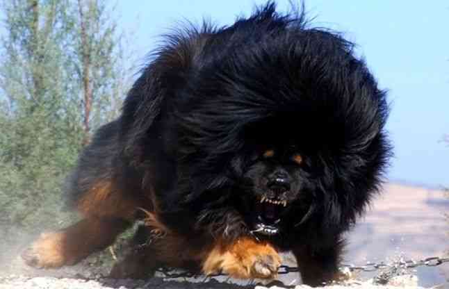 most expensive breed of dogs