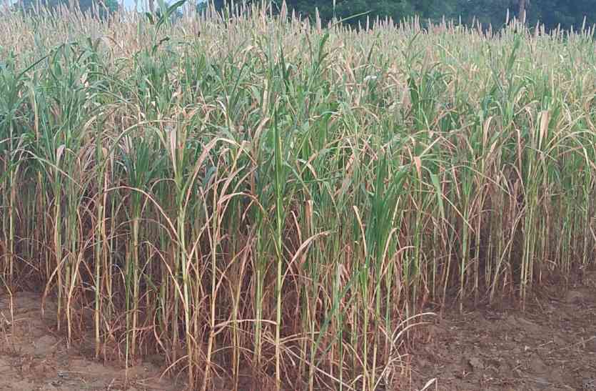 dausa agriculture पकने से पहले ही मुरझा गई फसल, अनाज व चारे का आएगा संकट