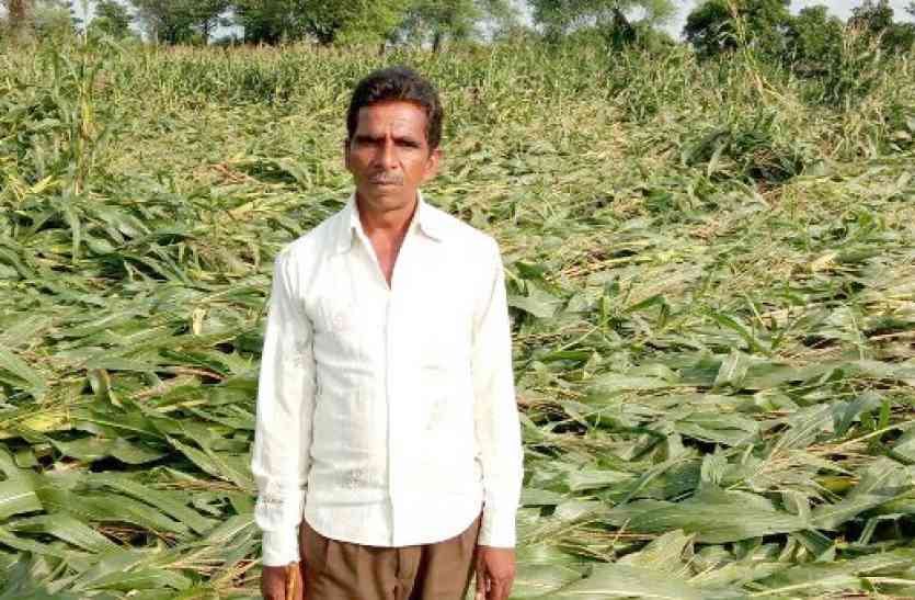 field was the standing crops ऐसी चली आंधी कि खेत में बिछ गई खड़ी फसलें