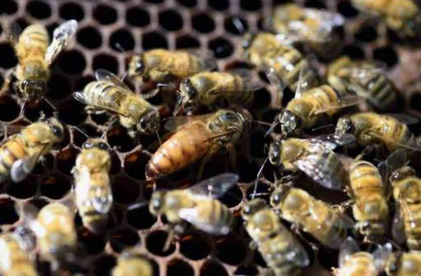 honey bee attacks in beawar college इधर काटा मंत्रीजी ने रिबन, उधर कर दिया मधुमक्खियों ने जबरदस्त अटैक