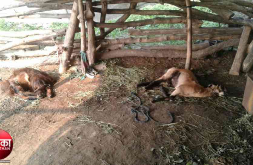 panther attack in banswara, panther, basnwara, killed goats, banswara news, basnwara latest news Video : बांसवाड़ा : पैंथर के हमले में तीन बकरियों की मौत
