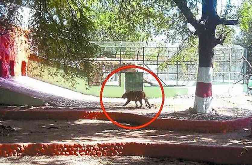tiger state जापान हमसे ले रहा शेर, बदले में दे रहा बुलेट ट्रेन