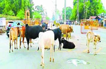 Cattle will not wander for fodder, 14 cows will be built from four crores, will own their own pasture Cattle will not wander for fodder, 14 cows will be built from four crores, will own their own pasture