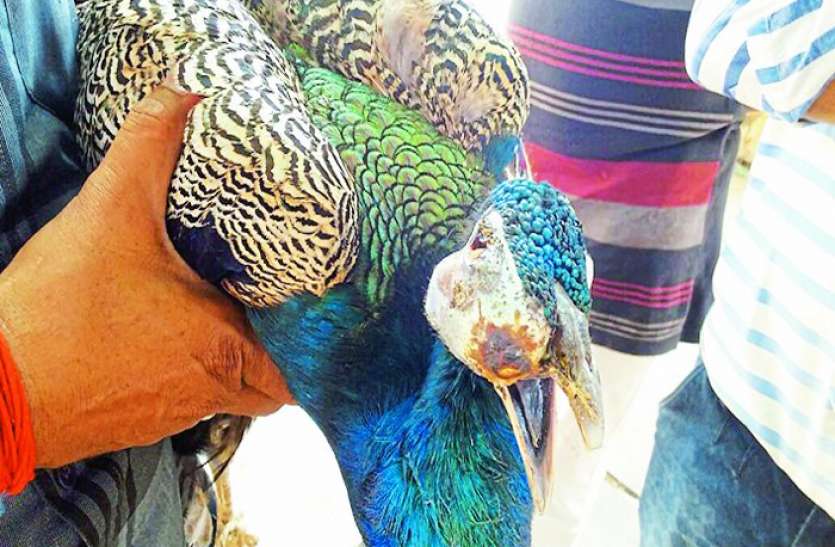 Peacock मोरों की मौत पर बवाल, जहर दिए जाने की आशंका