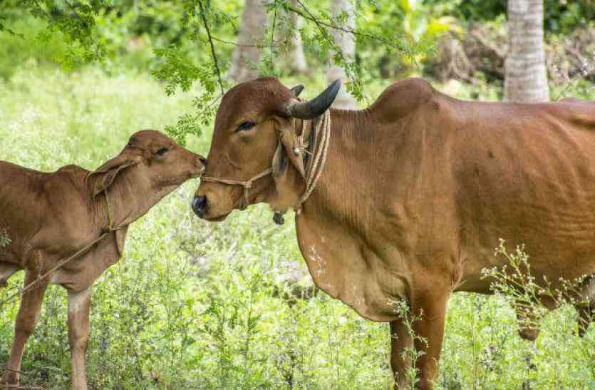 cow गो-तस्कर के परिजनों ने शव लेने से किया इनकार, दी 72 घंटे की चेतावनी