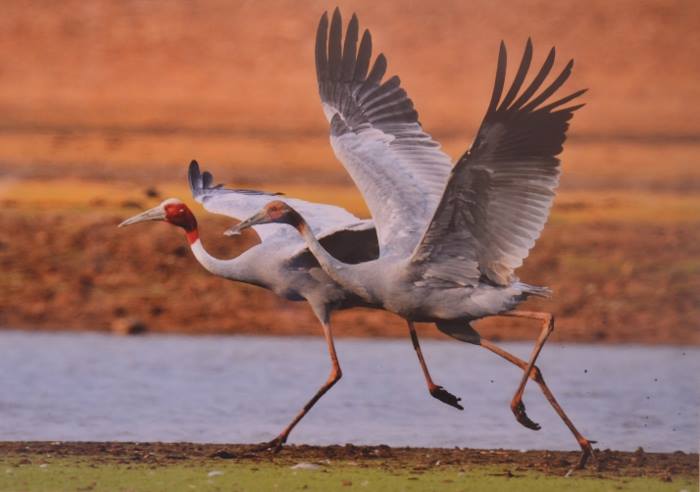 Wild Life वाइल्ड लाइफ डे आज: नर्मदा में है सूक्ष्म जीवों की दुनिया