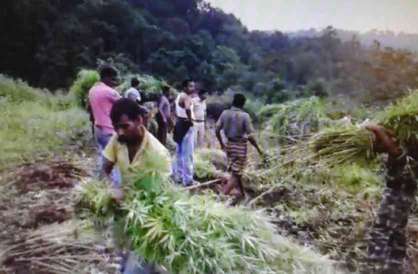 hemp cultivator See Video : OMG! छत्तीसगढ़ के शिमला में पकड़ाए गांजे के 2 खेत, देखकर पुलिस के उड़ गए होश