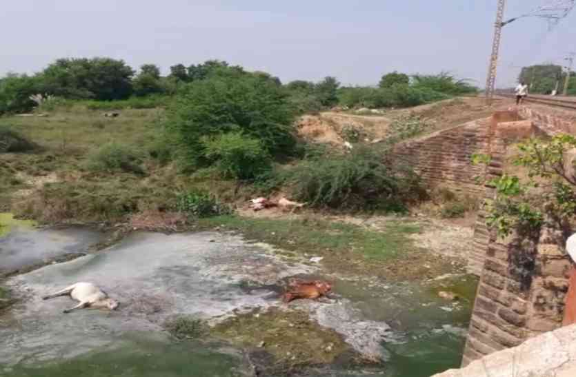 cow death, death, cow, gwalior news, mp news 13 गायें अचानक हवा में उछली, और हो गई मौत