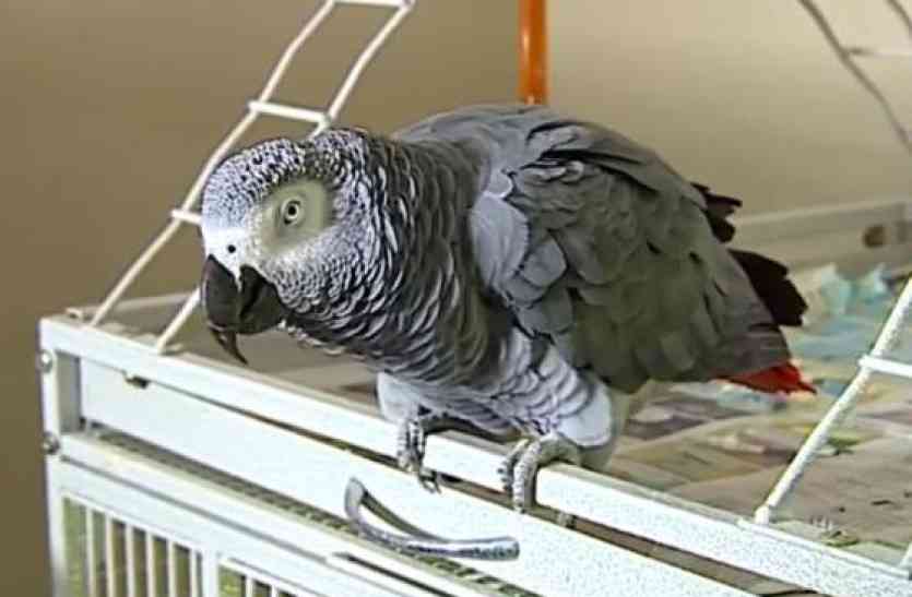 parrot तोते ने सुलझाई मर्डर मिस्ट्री... मर्डर पर तोते ने ऐसा खुलासा की सब हैरान रह गए