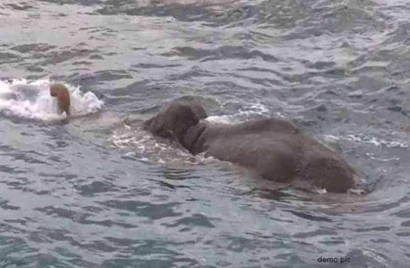 Elephant drowns in dam डैम किनारे पानी पीना गजराज को पड़ा महंगा, डूबने से हुई मौत, तैरती मिली लाश तो हुआ खुलासा