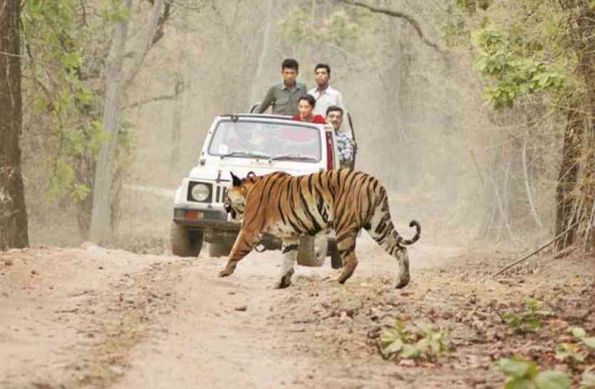 human-wildlife conflict मानव-वन्यजीव संघर्ष के मामले बढ़ने से अफसरों के होश उड़े, 9945 मामलों में मुआवजे की मांग