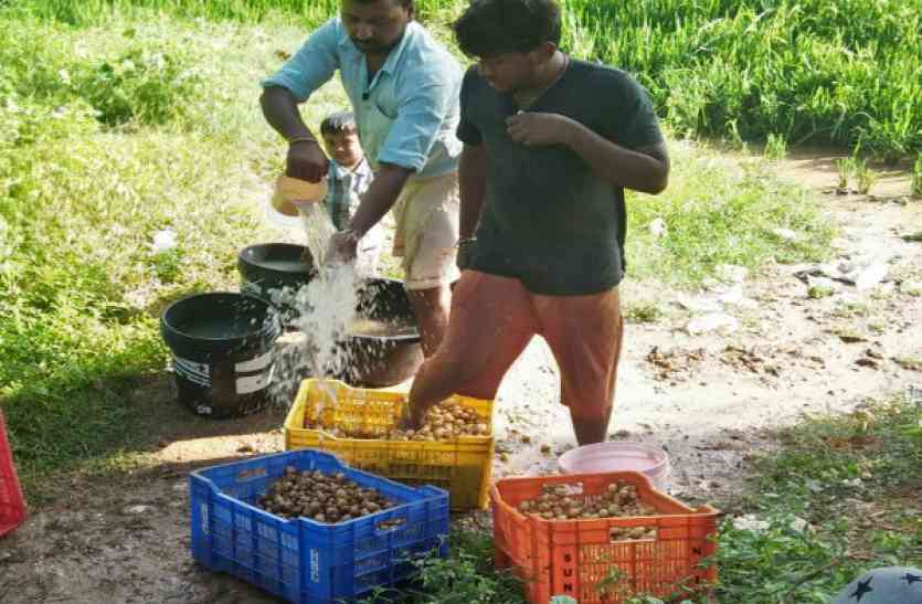 red potatoes आप भी लाल आलू खा रहे हैं तो हो जाएं सावधान! Video में देखें- सेहत से कैसे हो रहा खिलवाड़