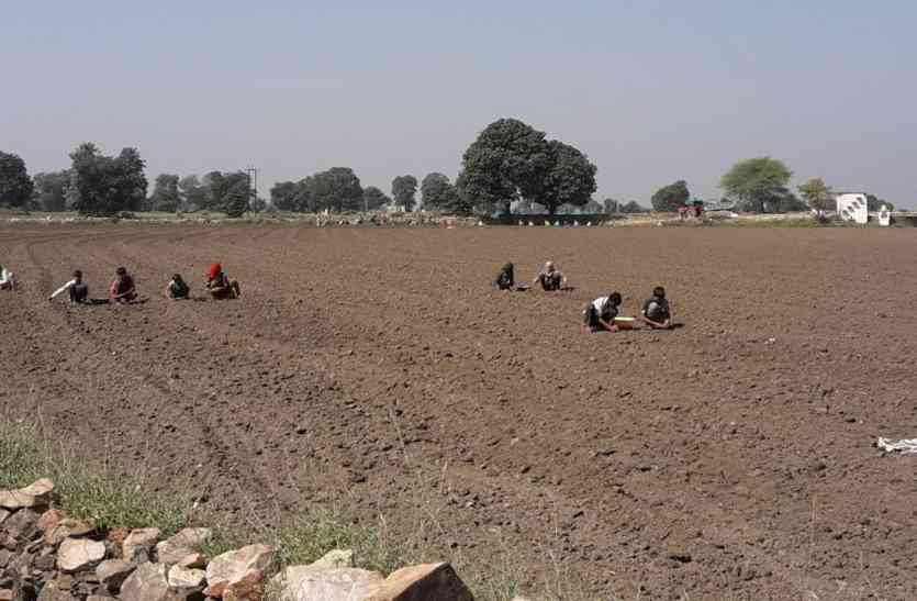 pratapgarh लहसुन की बंपर बुवाई के साथ अफीम नीति घोषित होने का इंतजार
