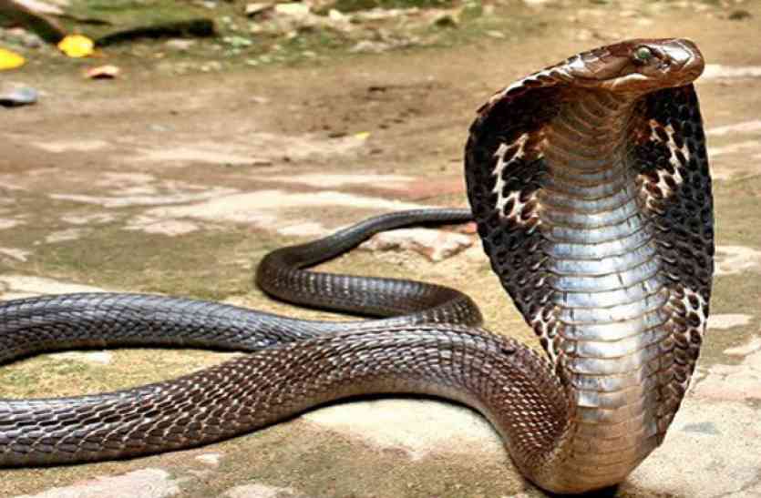 Cobra was sitting in a Practical lab, student,Snack,school girl,private school in jabalpur,Kobra,kobra snack,Cobra,king cobra, प्रेक्टिकल लैब में कुंडली मारकर बैठा था किंग कोबरा, छात्राओं ने दरवाजा खोला तो हुआ कुछ ऐसा कि फैल गई दहशत