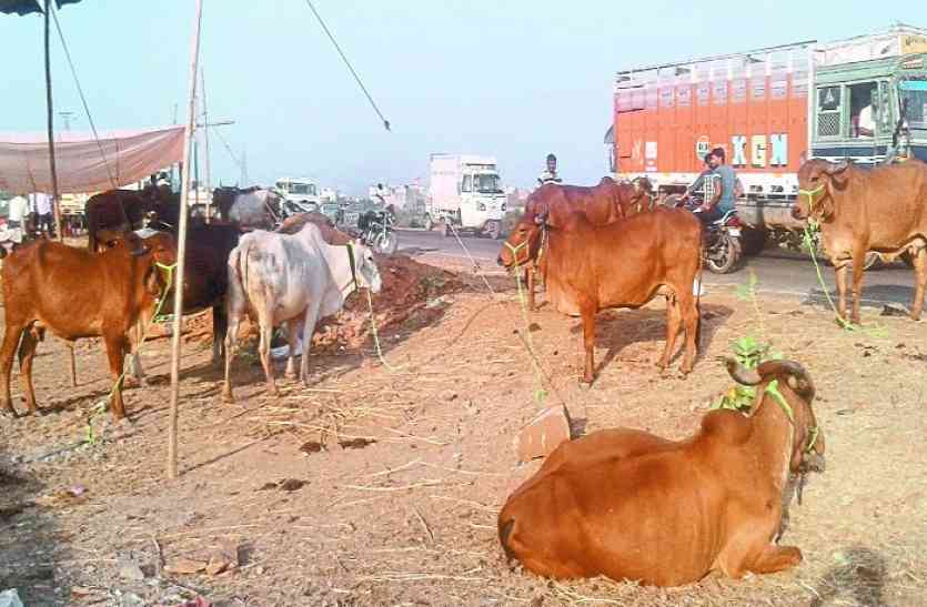 cattle fair in Kota, Kota Dussehra Fair, Kota Dussehra Fair, Kota Imperial Dussehra Fair, Dussehra in Kota, Rajasthan Patrika, Kota Patrika, 124th Dussehra Fair in Kota, Patrika News, Kota News, of kota Dussehra Fair, Kota royal Dussehra, Cultural Journey of Kota Dussehra उजड़ने लगा 450 साल पुराना कोटा का दशहरा पशु मेला, छांव का भी नहीं है इंतजाम