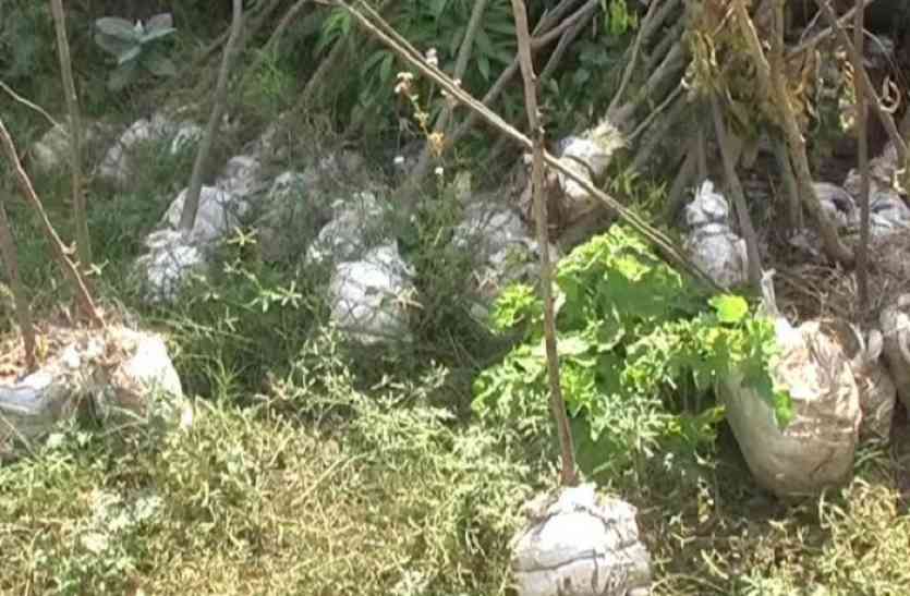 Drying plants अफसरों की लापरवाही से सुख रहे पौधे, कागजो में पौध रोपण का लक्ष्य हुआ पूरा