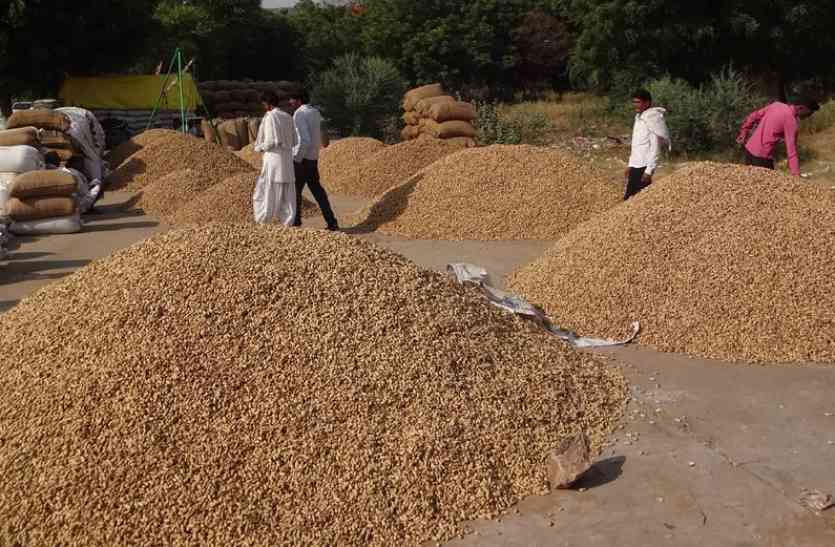 Lalsot peanut यहां मिलता है गरीबों का काजू, जिसकी मिठास है पहचान