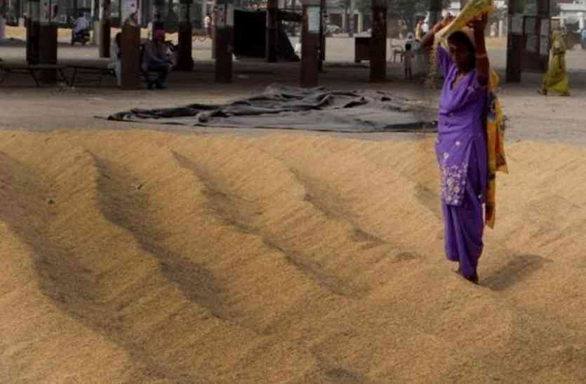 paddy farmers धान खरीद पिछली साल से छह गुना अधिक, आलू बीज की कीमतों का सरकार ने किया निर्धारण