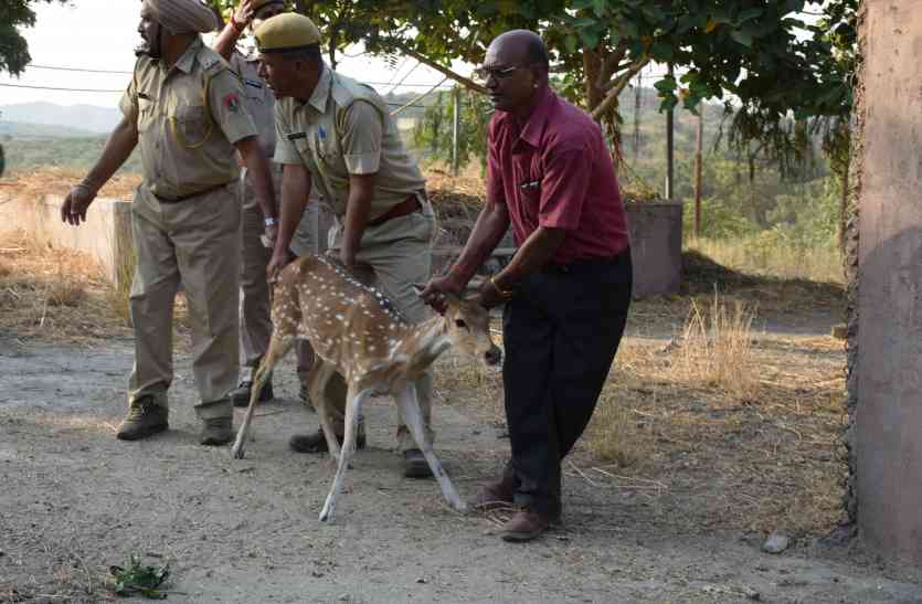 baghdara nature park बाघदड़ा नेचर पार्क : चीतल को यूं बेरहमी से खींच कर लाए तो पड़ी फटकार...video