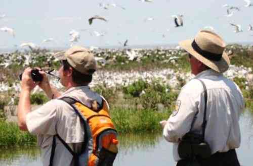 bird watchers