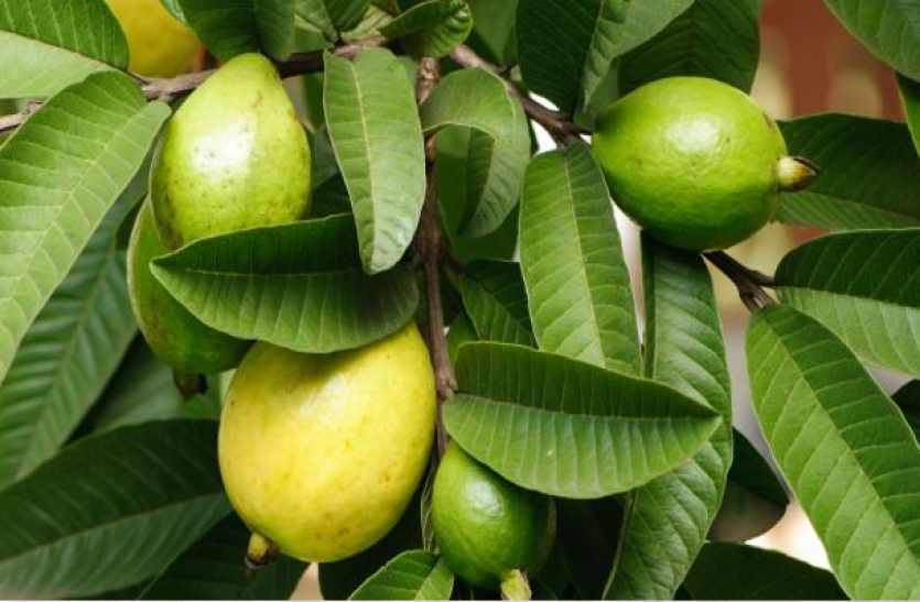 Mouth Drying Will Remove From Chewing Leaves Of Guava - अमरूद की पत्तियां  चबाने से दूर होगी मुंह की बदबू | Patrika News