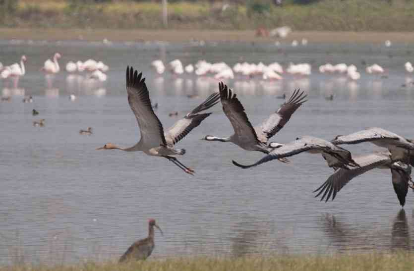 bird festival #udaipurbirdfestival उदयपुर में होने वाले बर्ड फेस्टिवल में इस बार होगा कुछ ऐसा कि देखते रह जाएंगे लोग.. जानिए क्या होगा खास