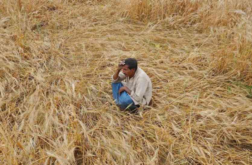 Jaisalmer patrika Jaislamer- 2 लाख किसानों को 1 साल से क्लेम का इंतजार!