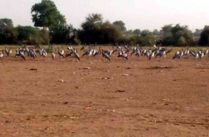 Jaisalmer patrika Jaisalmer- जैसलमेर के इस गांव में दिख रहे विदेशी परिंदे, राहगिरों को दे रहे सुकून