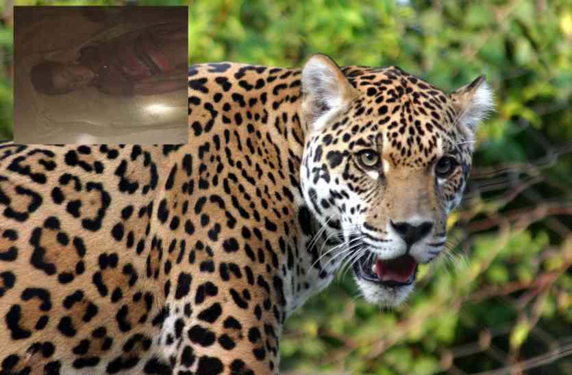Tiger Attack आदमखोर बाघ का आतंक, फिर एक मासूम को बनाया निवाला