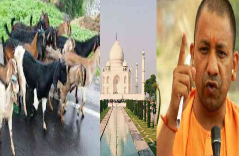 goat सीएम योगी की सुरक्षा में लगी थी पुलिस, उधर तमंचे की नोंक पर लूट लीं 6 बकरीं