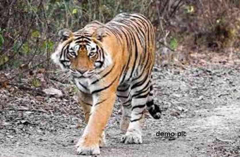 tiger तराई इलाकों में तेन्दुएं का आतंक, रतजगा करने को मजबूर खौफ से दहशतजदा ग्रामीण
