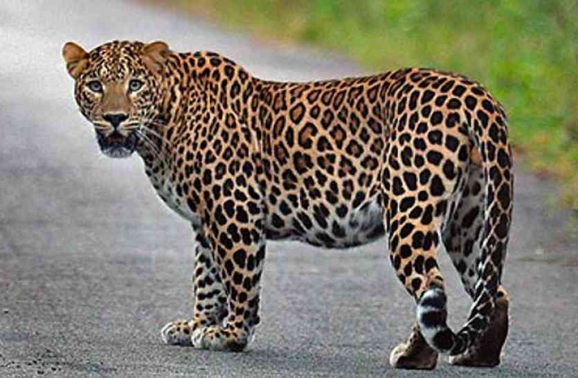 Leopard अचानक बाइक सवारों पर टूट पड़ा तेंदुआ, पांच की हालत गम्भीर