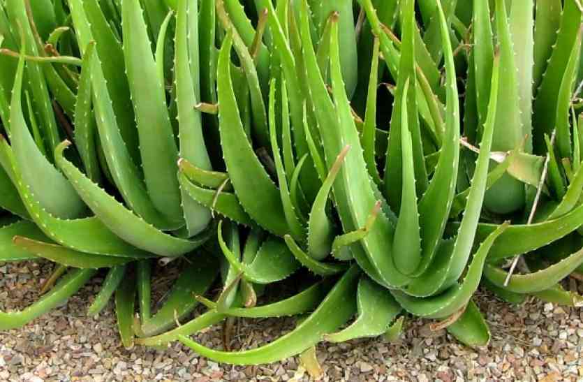 Aloe Vera Should Be Used Carefully - संभलकर करें एलोवेरा का इस्तेमाल... |  Patrika News