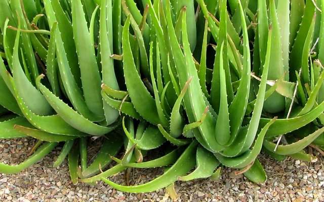 aloe vera
