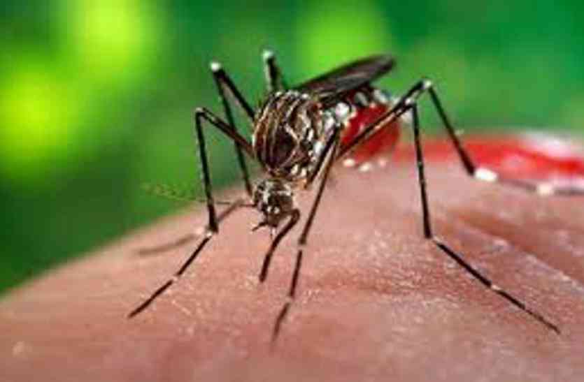 Dengue राजस्थान के 24 जिलों तक पसरा डेंगू, अब आईपीएस अधिकारी स्वाइन फ्लू पॉजिटिव