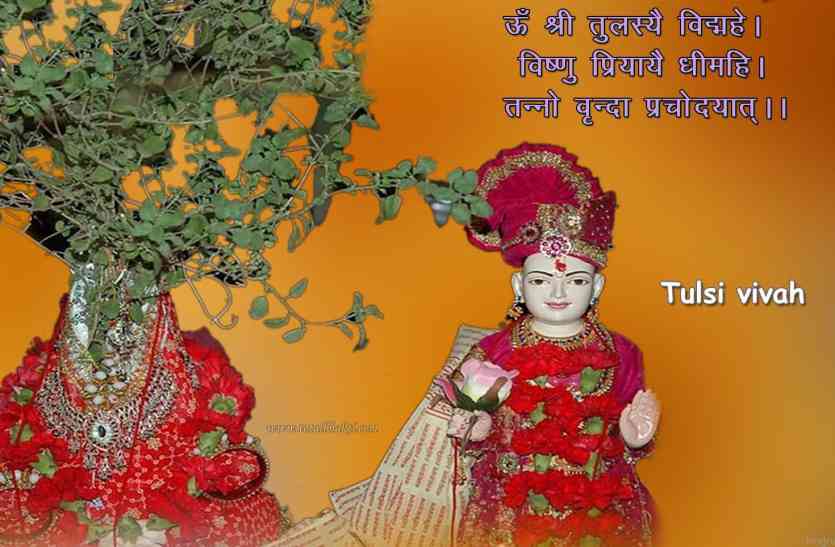 Tulsi Vivah Vrat Katha And Puja Vidhi News In Hindi Tulsi Vivah Vrat Katha And Puja Vidhi ऐस कर म त त लस क व व ह ज न य व द क व ध और महत त व Patrika News