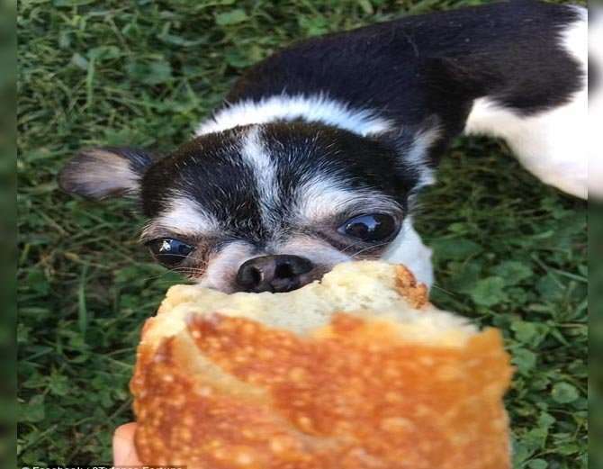 This Dog Ate Dead Body Of His Owners this-dog-ate-dead-body-of-his-owners