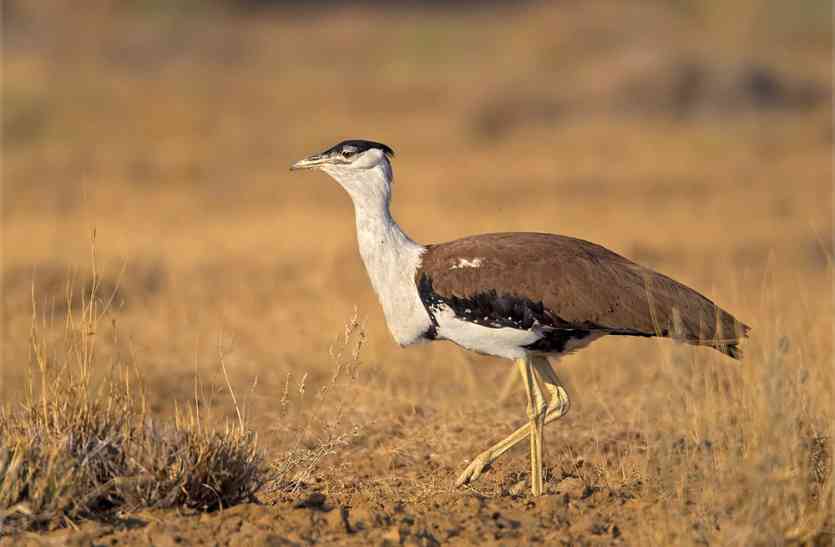 great-indian-bustard-at-extinct